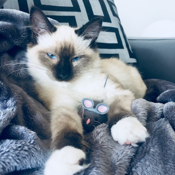 Meet your Posher, Maxine - Picture 1 of 1